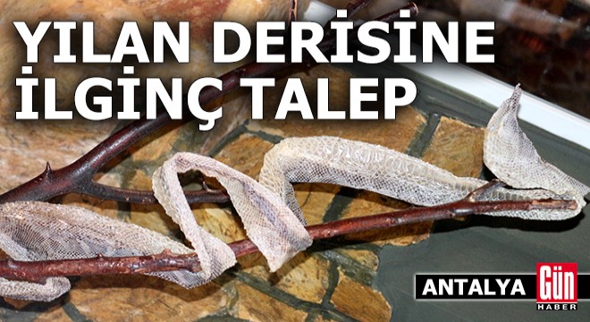 Antalya da yılan derisine ilginç talep