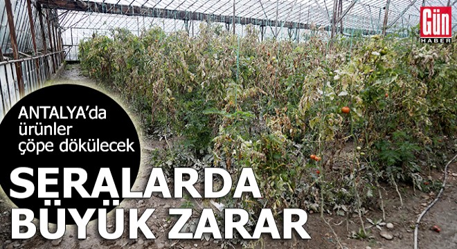 Antalya da zarar gören seralardaki ürünler çöpe dökülecek