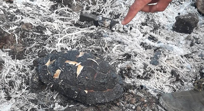Orman yangını sonrası ağaç kesenler araştırılıyor