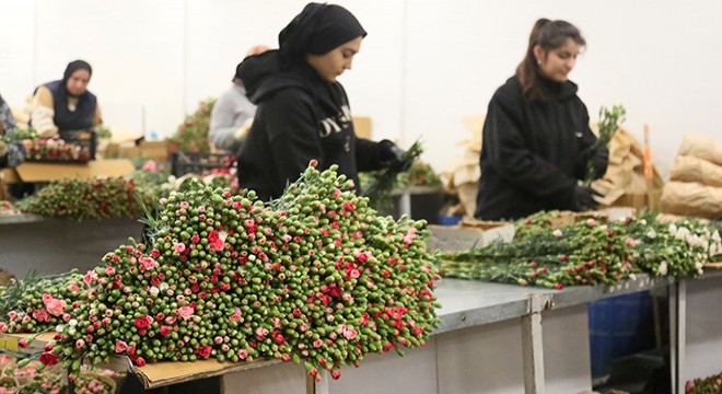 Antalya dan 12 milyon dolarlık yılbaşı çiçeği