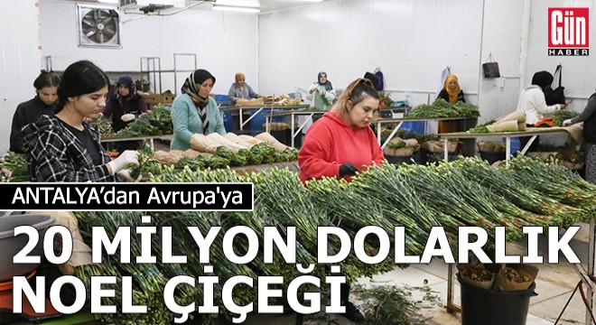 Antalya dan Avrupa ya 20 milyon dolarlık Noel çiçeği
