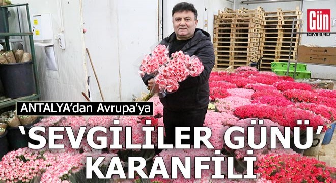 Antalya dan Avrupa ya 7 milyon dolarlık  Sevgililer Günü  karanfili