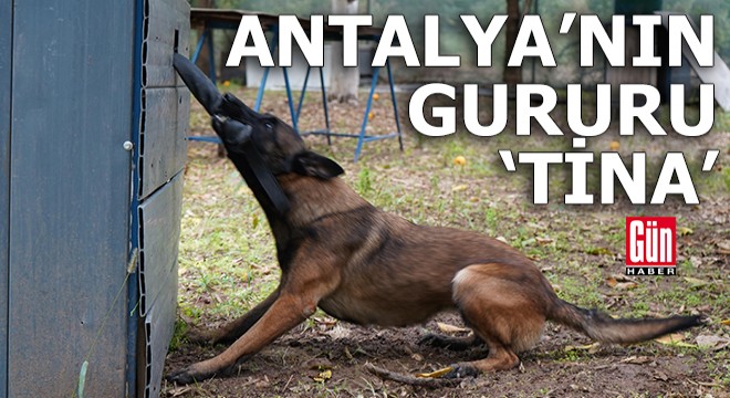 Antalya nın ilk enkaz arama köpeği ‘Tina’ oldu