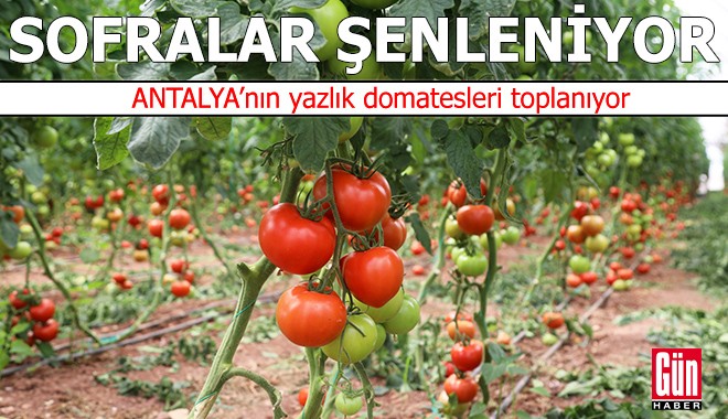 Antalya’nın yazlık domatesleri toplanıyor
