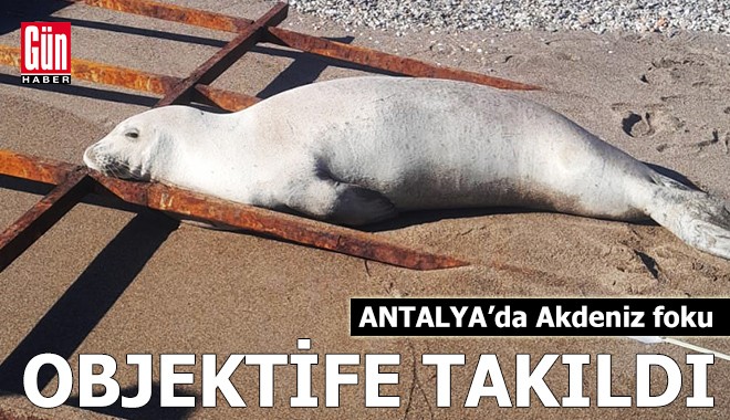 Antalya sahilinde Akdeniz foku objektife takıldı