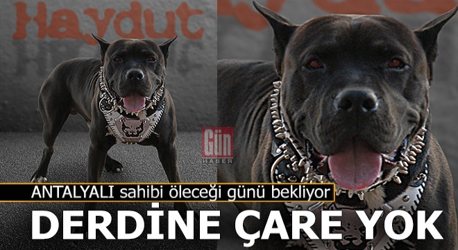 Antalyalı sahibi öleceği günü bekliyor