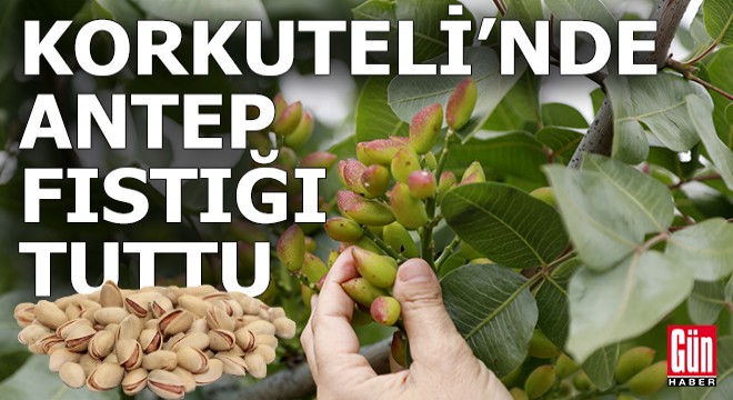 Antep fıstığı Korkuteli nde denendi ve tuttu