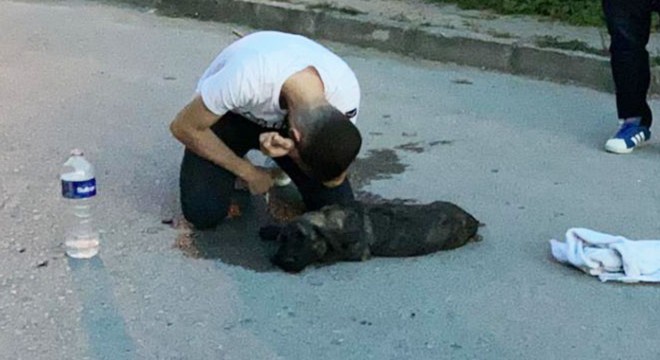 Araç çarpmasıyla yaralanan köpeğine sarılarak ağladı