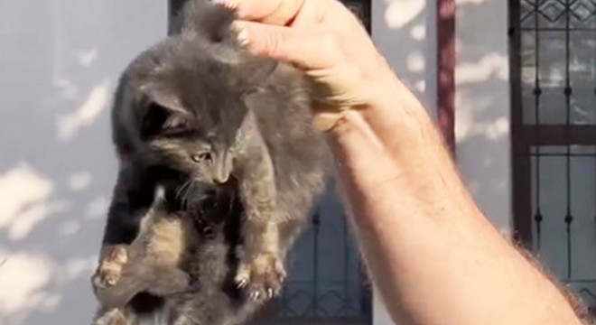 Aracın motoruna giren yavru kedi kurtarıldı