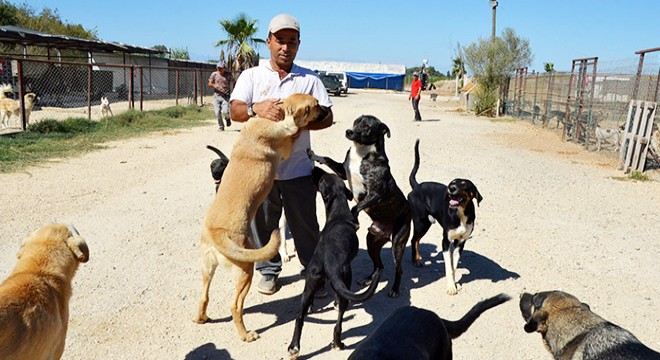 Arazi kiralayıp, barınak kurdu; 170 sokak köpeğine bakıyor