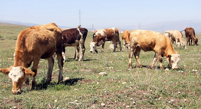 Ardahan'da hayvanlar, kuraklık nedeniyle ot bulamıyor