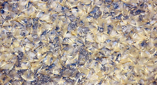 Ardahan'da kelebeklerin 'ölüm dansı'