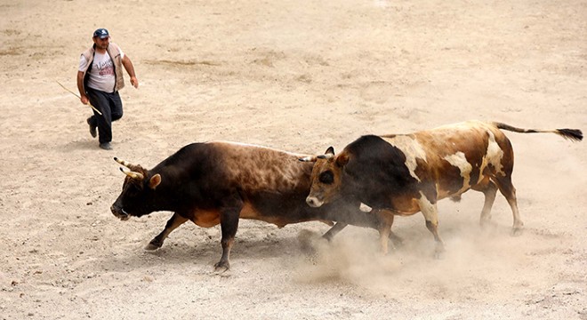 Arenadan kaçan boğalar seyircilerin arasına daldı