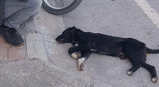 Arkadaşının beslediği sokak köpeği kazada ölünce, gözyaşı döktü