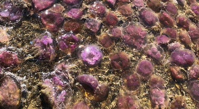 Arsuz'da mor renkli zehirli denizanaları kıyıya vurdu