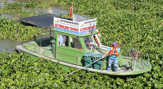 Asi Nehri'ni su sümbülleri kapladı