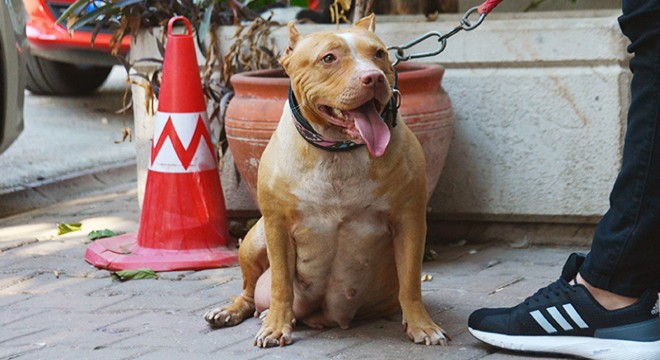 Aşılanmayan ve çip takılmayan köpeklere el konulacak