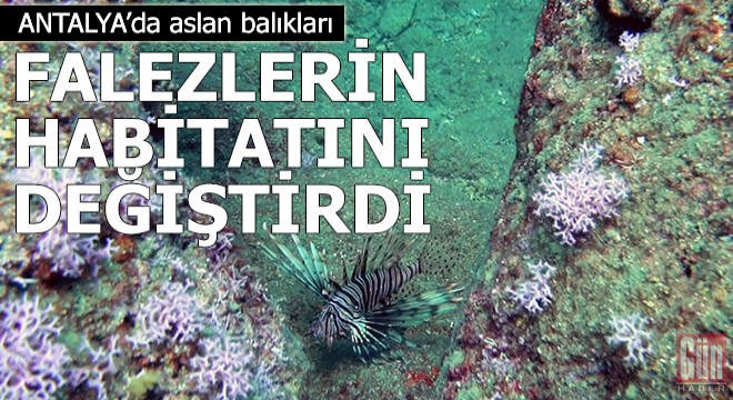Aslan balıkları falezlerin habitatını değiştirdi