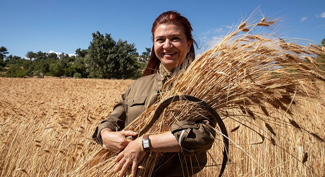 Ata tohumu sarı buğdayın ikinci hasadı yapılıyor