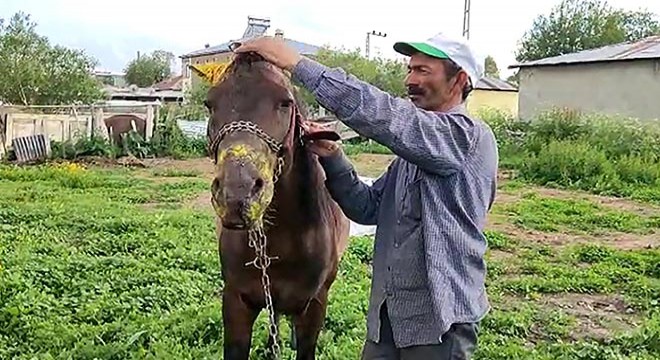 Atına köpek saldırdı, işsiz kaldı