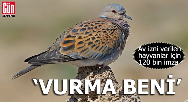 Av izni verilen hayvanlar için 120 bin imza: Vurma Beni