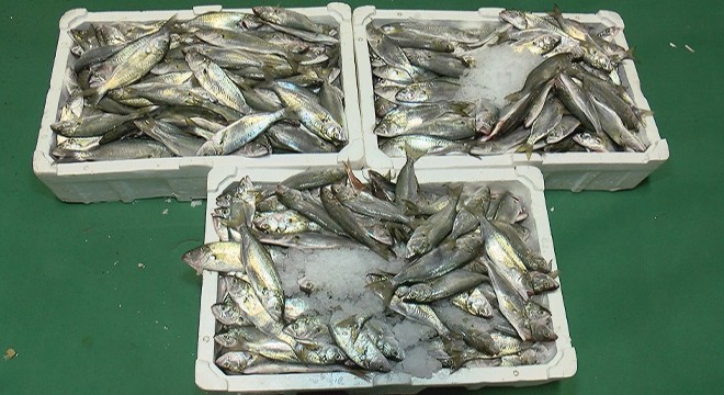 Av yasağına günler kala balıkçılar açılamadı, fiyatlar etkilendi