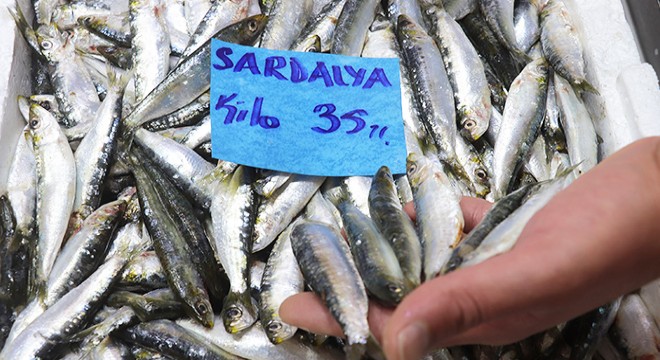 Av sezonu açıldı, sardalyanın kilosu 35 liraya düştü