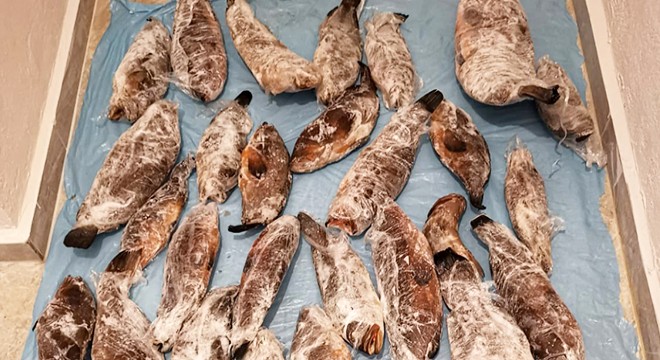 Avlanması yasak orfoz ve lagos balıklarına el konuldu
