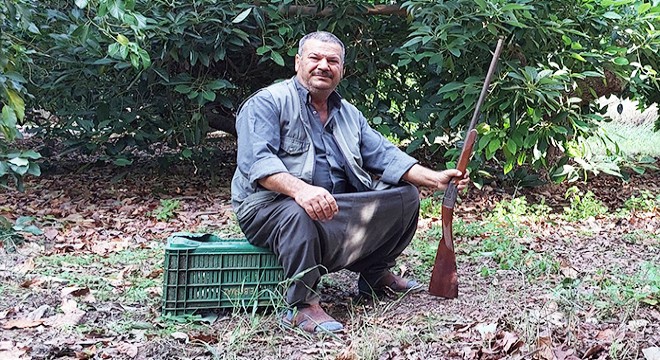 Avokado üreticisi hırsız nöbetinde