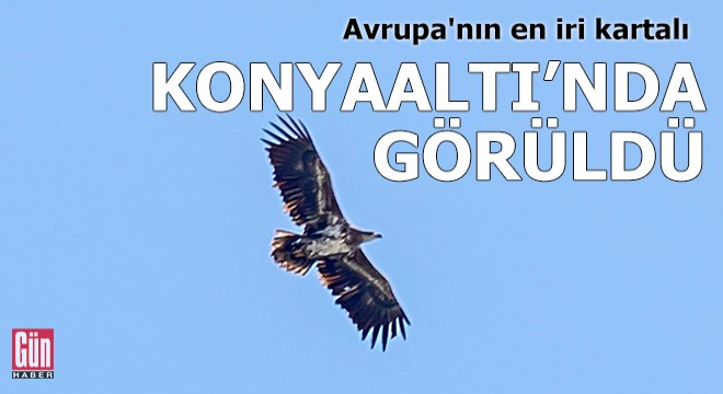 Avrupa'nın en iri kartalı, Konyaaltı sahilinde görüldü
