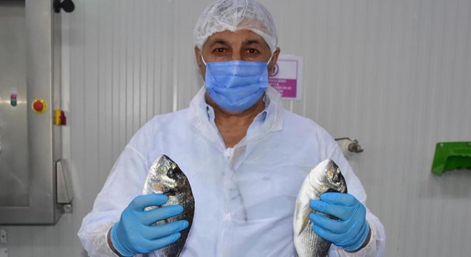 Avrupa pandemide Türkiye'den balık yedi