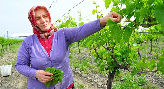 Avrupa ülkelerine, üzümden sonra Manisa yaprağı ihracatı