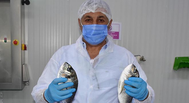 Avrupa pandemide Türkiye den balık yedi