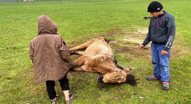 Ayağı kırılan atı elleriyle beslediler