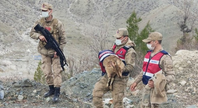 Ayağı kırık dağ keçisi jandarma tarafından kurtarıldı