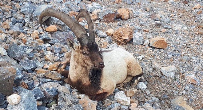 Ayağı kırık dağ keçisi koruma altına alındı