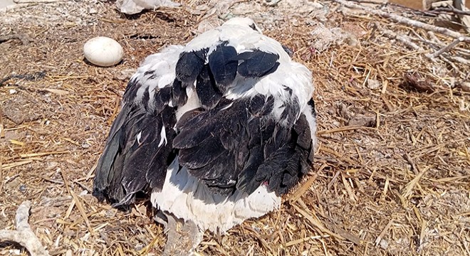 Ayağına ip dolanan yavru leyleği itfaiye kurtardı