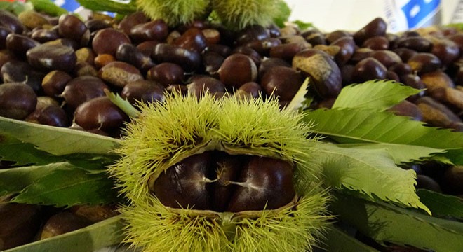 Aydın'da sezonun ilk kestanesi alındı