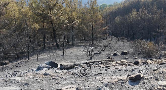 Aydın’daki orman yangını 3'üncü gününde