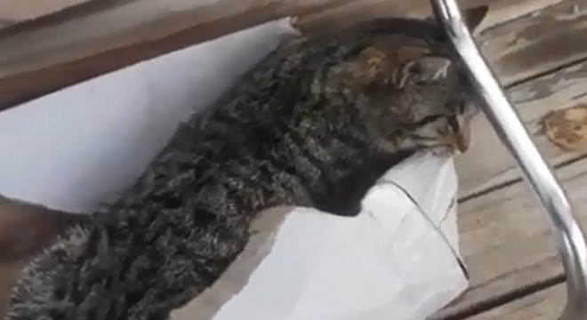 Bacakları kırılan kedi, hissettiği acı nedeniyle karton kutuyu ısırdı