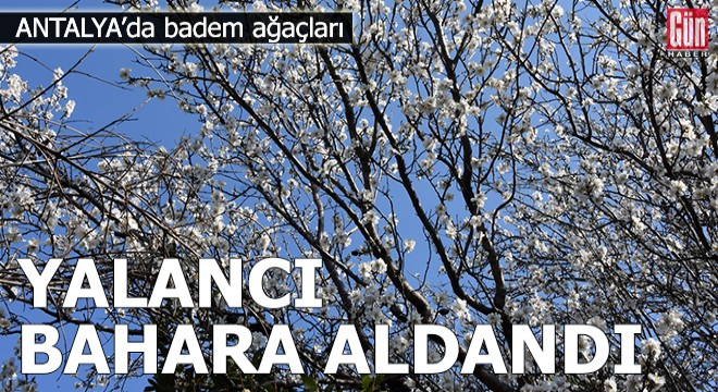 Badem ağaçları yalancı bahara aldandı