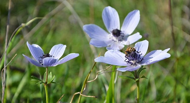 Baharın müjdecisi olarak bilinen anemonlar açtı