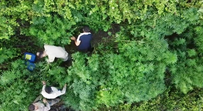 Bahçede Hint keneviri yetiştiren 6 şüpheli yakalandı
