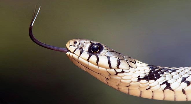 Bahçede oynayan Alperen'i yılan ısırdı