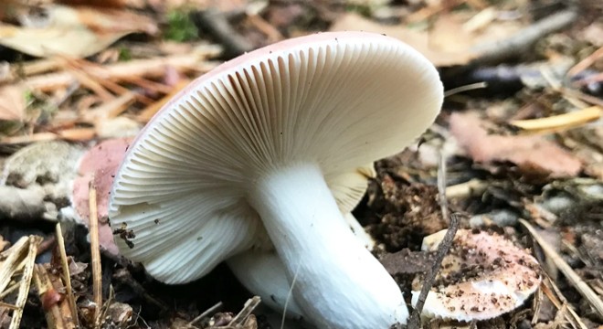 Bahçeden topladığı mantardan zehirlenip, öldü