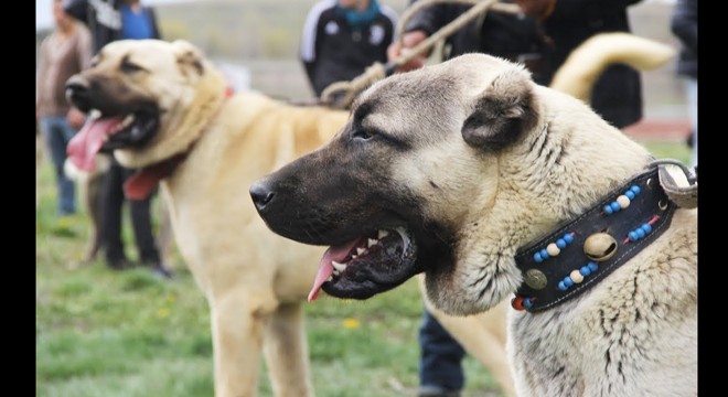 Bahisle köpek dövüştürenlere baskın: 25 gözaltı