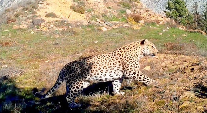 Bakan Kirişci: Anadolu Leoparı iki bölgede yeniden görüntülendi