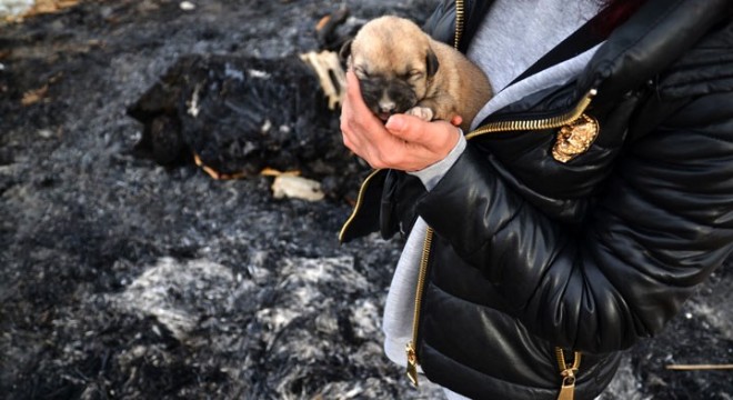 Bakanlık: Konya'daki köpeklere muayene yapılacak