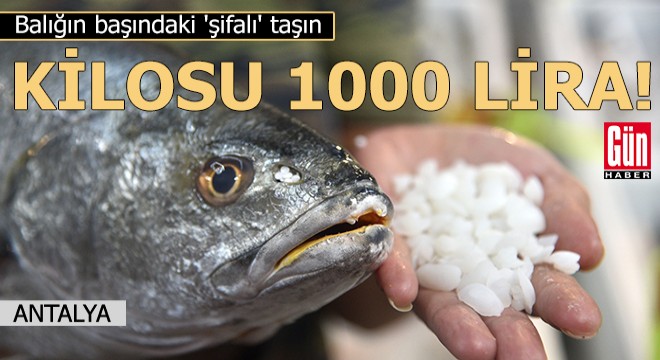 Balığın başındaki 'şifalı' taşının kilosu 1000 lira