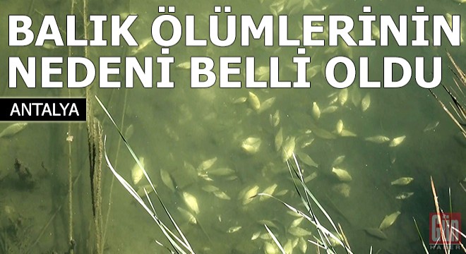 Balık ölümlerinin nedeni oksijen yetersizliği çıktı